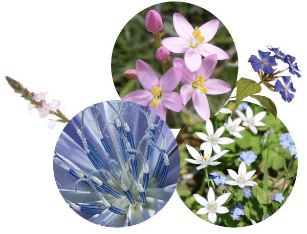 Les Fleurs de Bach par Sophie Lopez, naturopathe